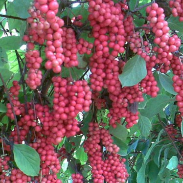 berry plant
